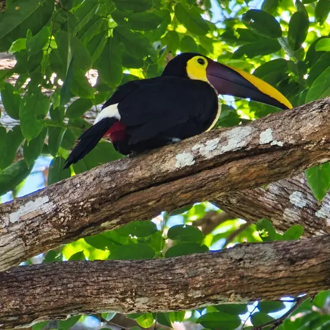 Yellow-throated toucan perched on a branch